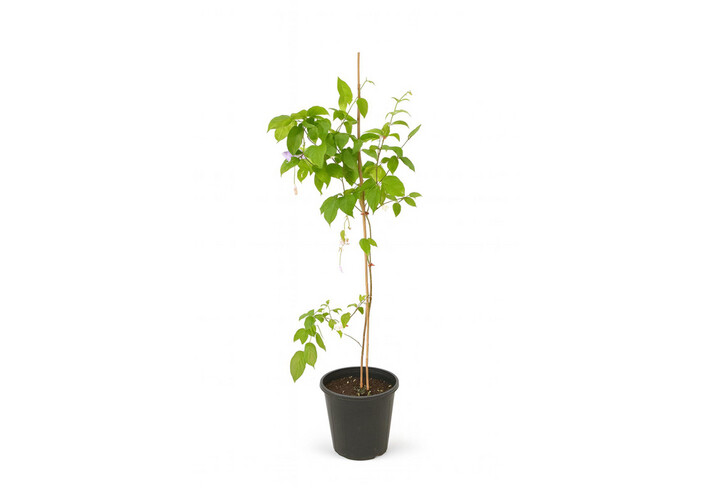 ornamental trees