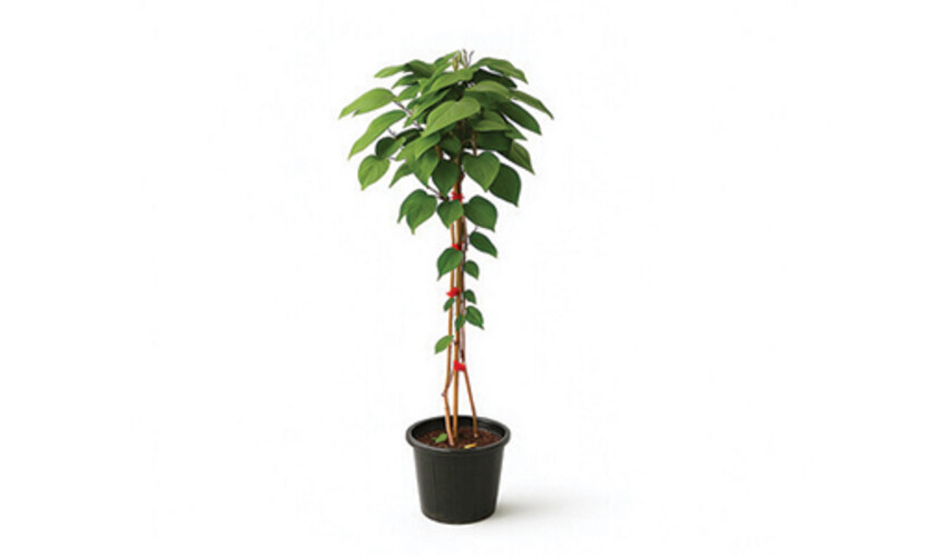 Climbing Plants