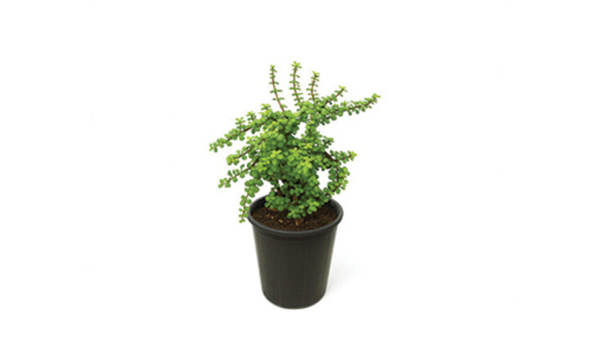 Ground Cover Plants