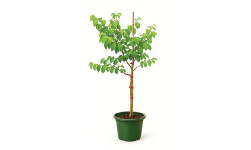 Fruit trees