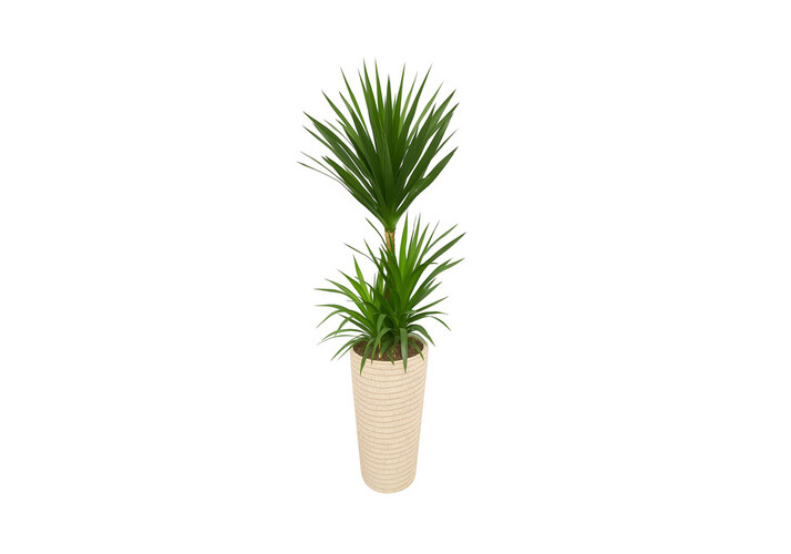 Indoor trees