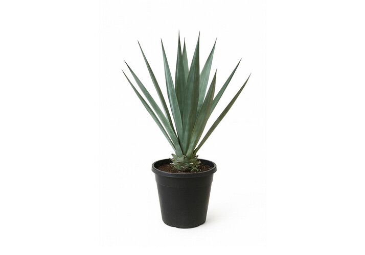 Cacti Department