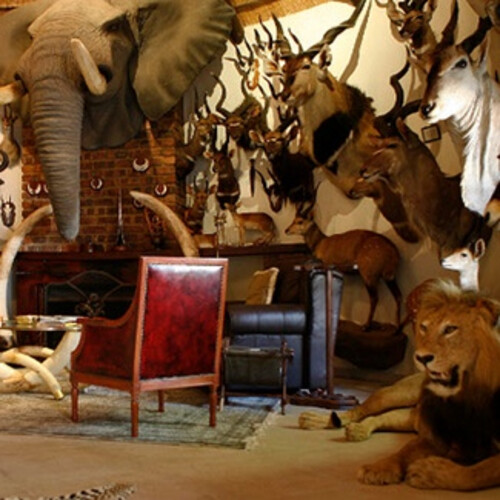 Taxidermy