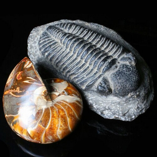 Fossils and fossilized remains