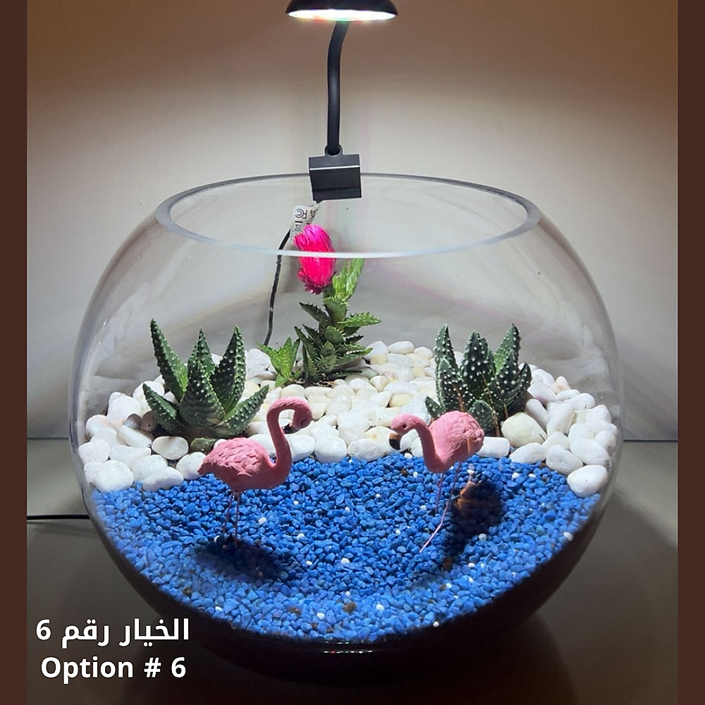 الخيار رقم 06