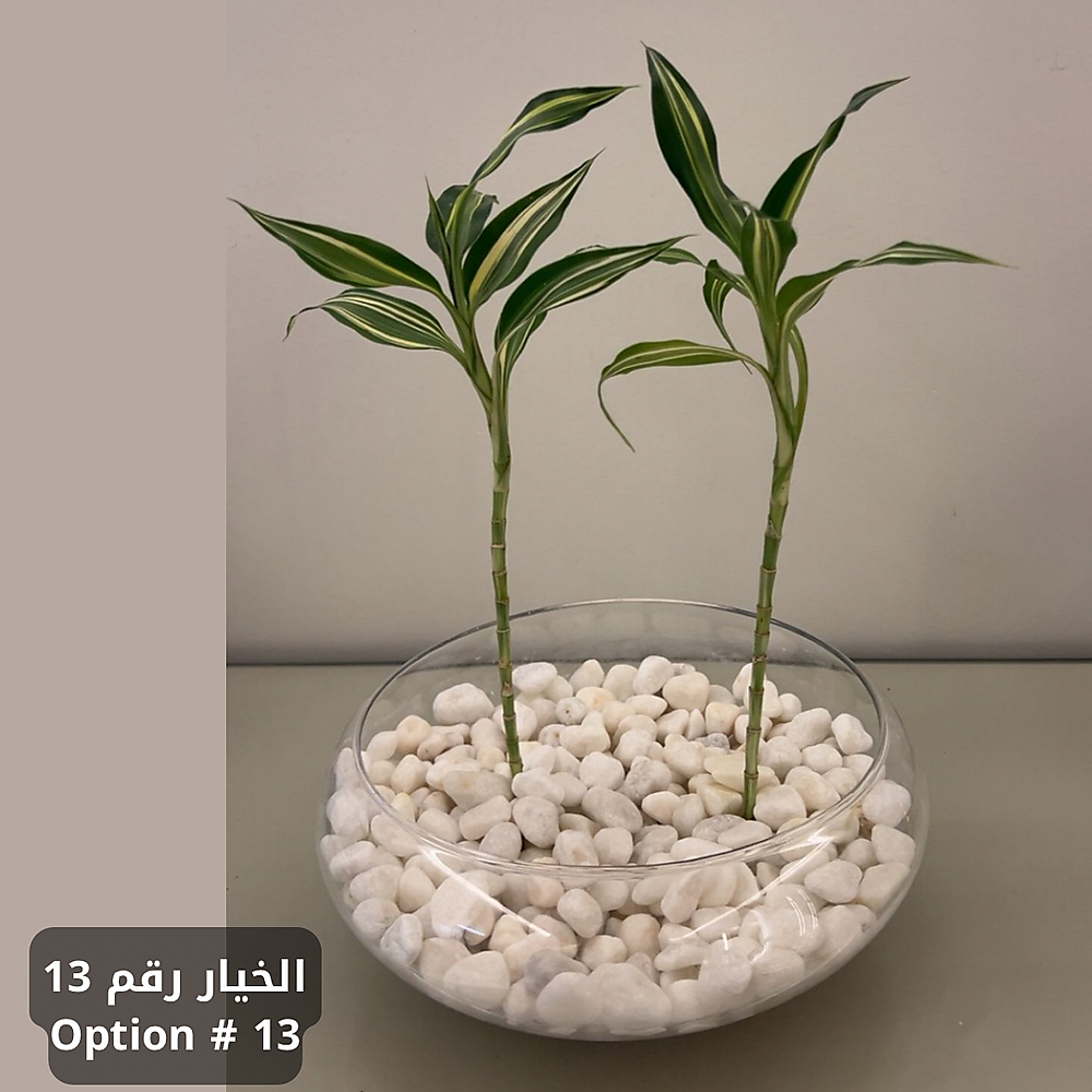 الخيار رقم 13