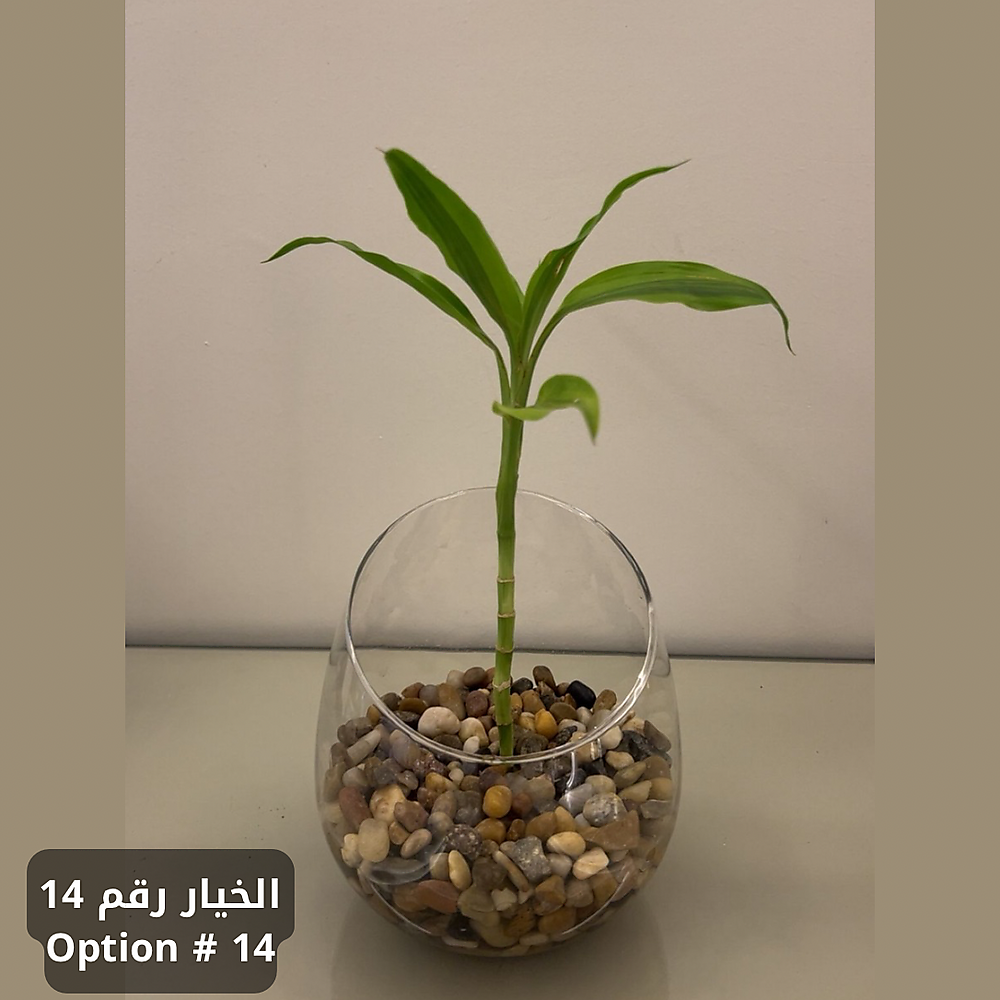 الخيار رقم 14