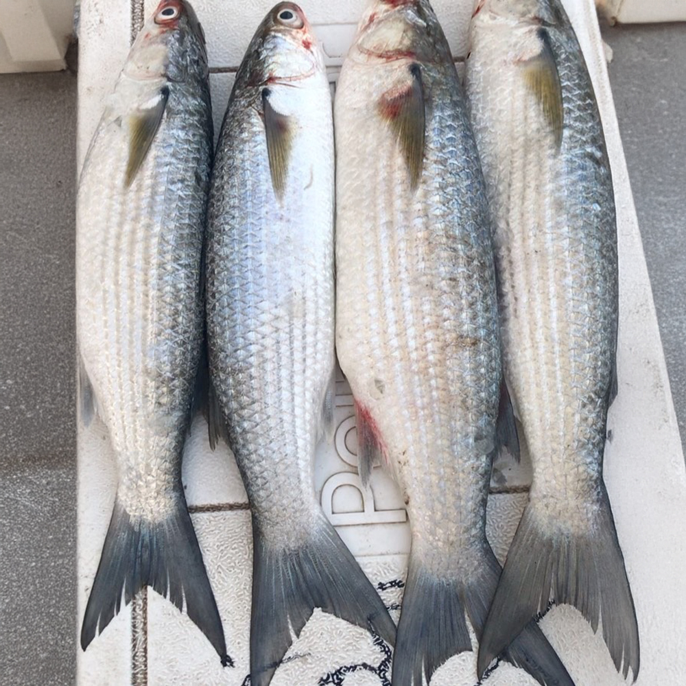 السمك الطازج 🐟 هو سر الطعم الحقيقي الذي لا يُقاوم!