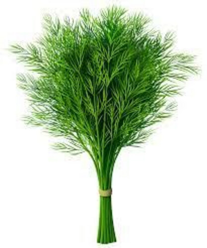 حزمة الشبت الطازج