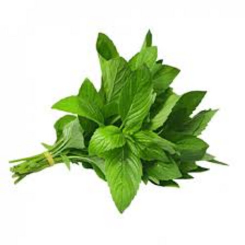 باقة نعناع طازج