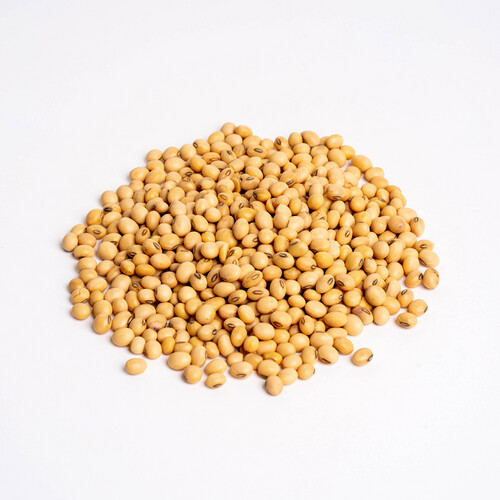 لوبيا