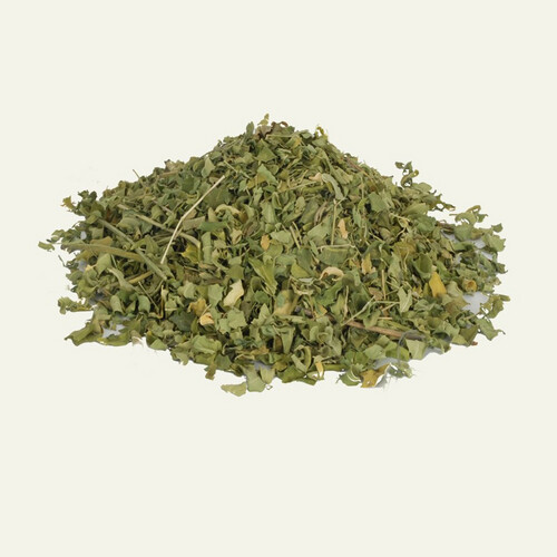 مورينجا