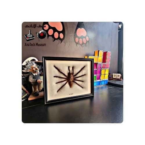 GR1104 العنكبوت جالوت آكل الطيور. (حقيقي محنط) (ثيرافوسا بلوندي)