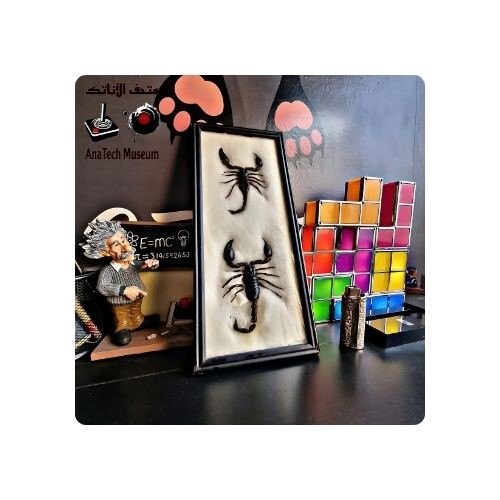 GR1106 عقرب غابة فيتنام