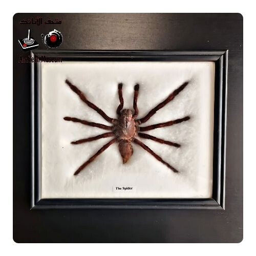 GR1104 العنكبوت جالوت آكل الطيور. (حقيقي محنط) (ثيرافوسا بلوندي)