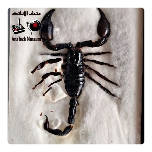 GR1106 عقرب غابة فيتنام