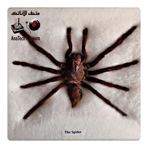 GR1104 العنكبوت جالوت آكل الطيور. (حقيقي محنط) (ثيرافوسا بلوندي)