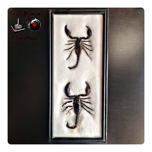 GR1106 عقرب غابة فيتنام