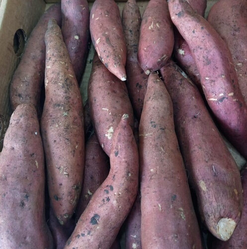بطاطا حلوه كرتون