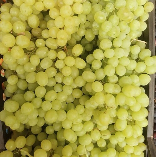 عنب اببض  بدون بذر كيلو