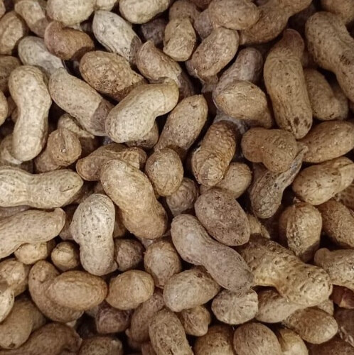 فول سوداني كيلو