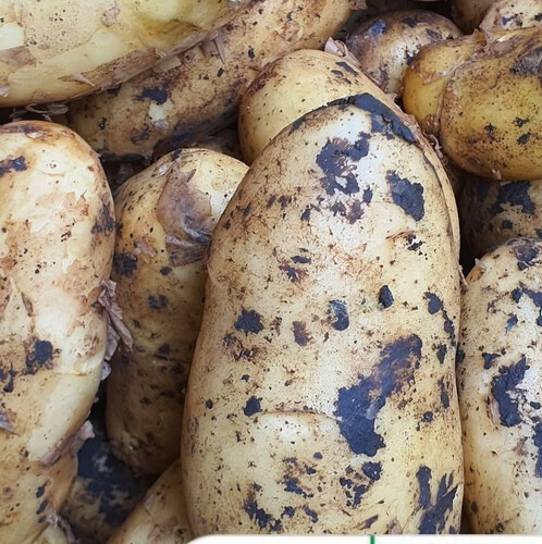 بطاطا تحمير كيلو