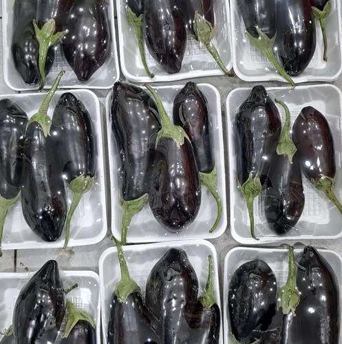 باذنجان فلين صغير