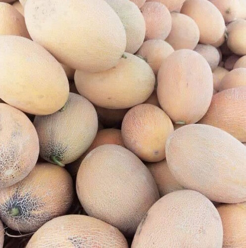 شمام كيلو
