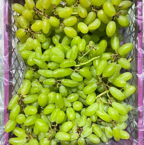 عنب ابيض بناتي سله