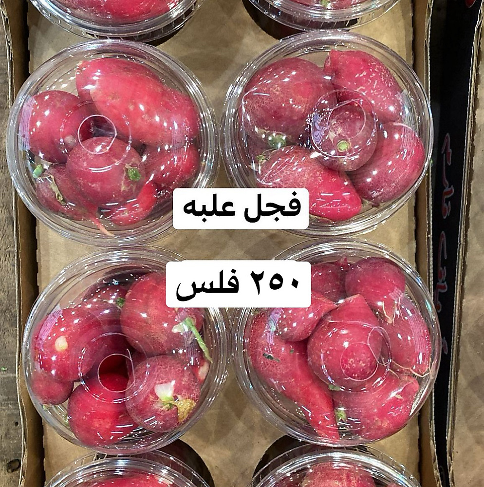 فجل احمر علبه
