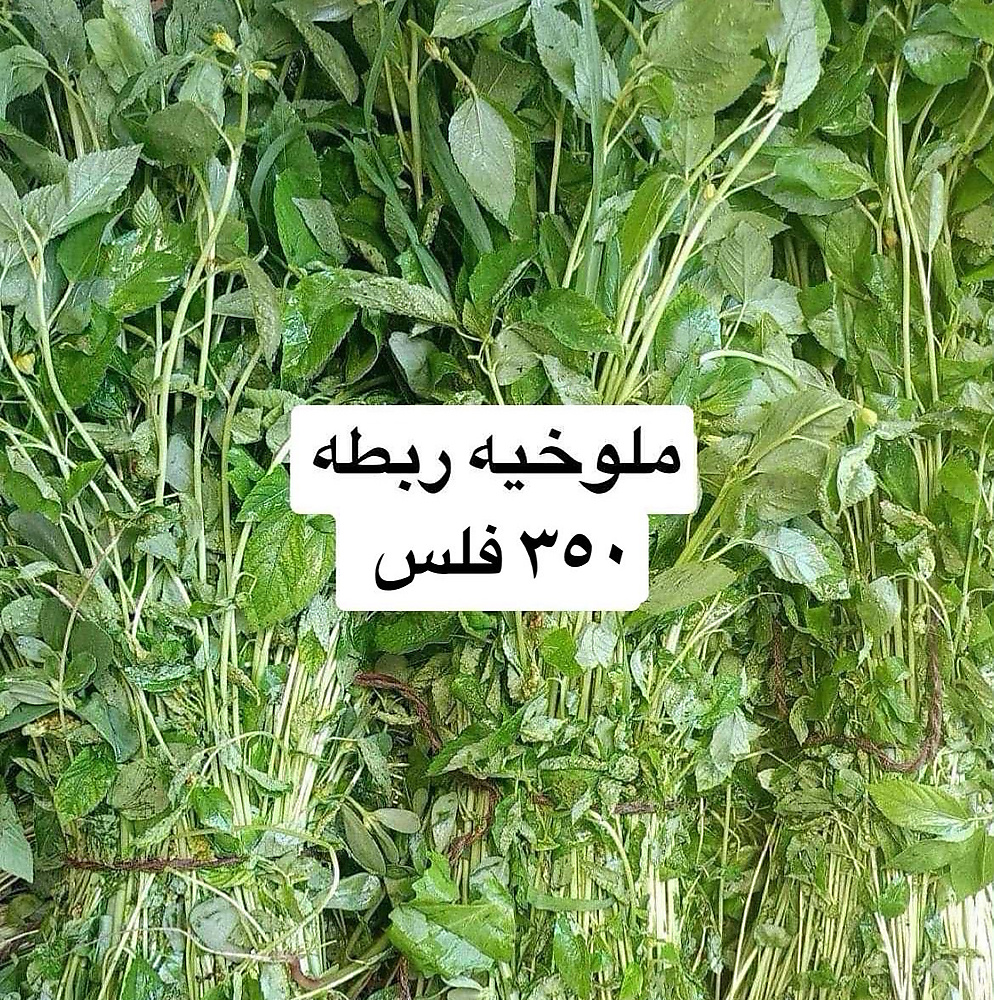 ملوخيه ربطه