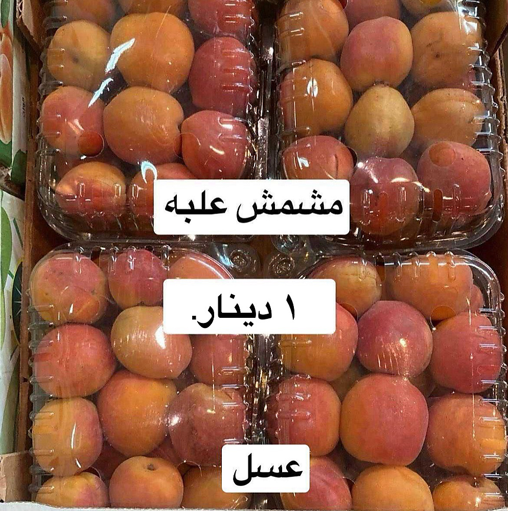 مشمش   علبه
