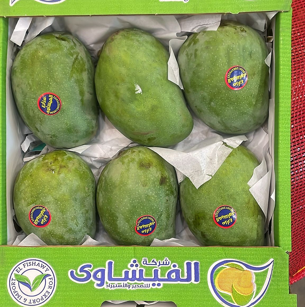 مانجو تيمور مصري كرتون