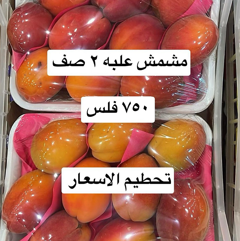 مشمش   علبه