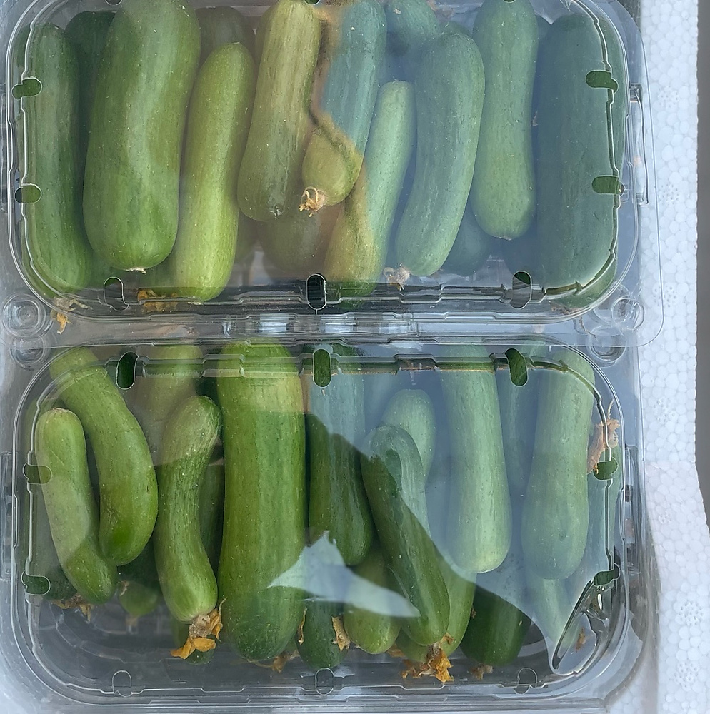 خيار بيبي   (عرض )