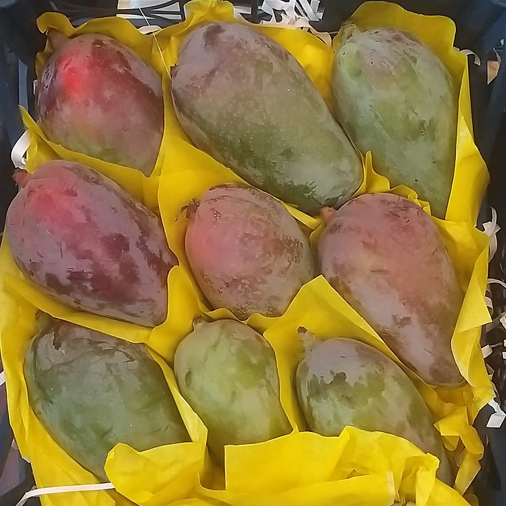 مانجو نعومي    سله كببره