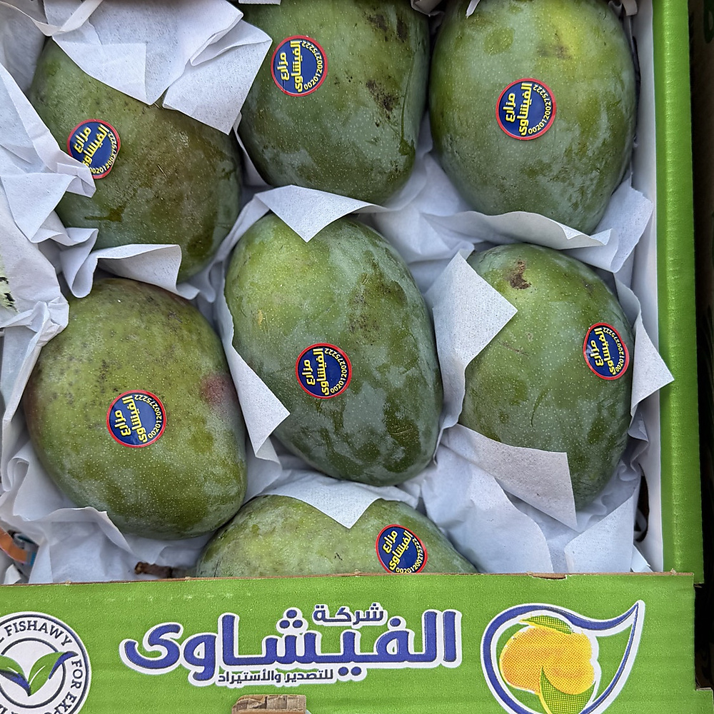 مانجو كيت   كرتون