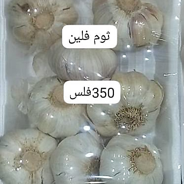 ثوم فلين