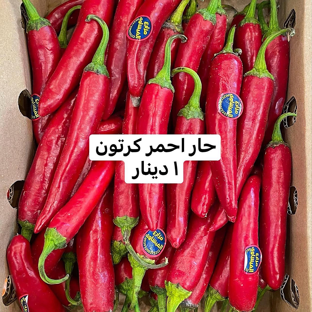 حار احمر  كرتون