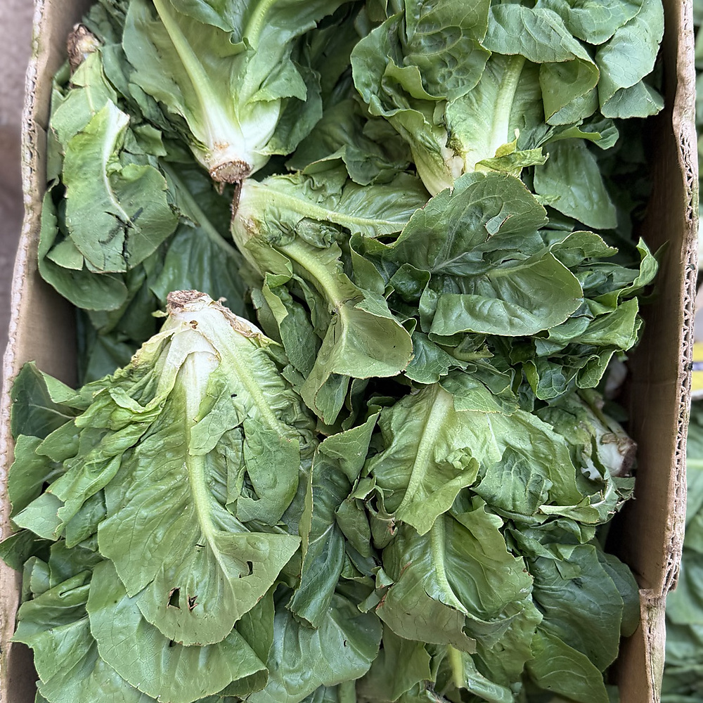 Lettuce Kuwaiti