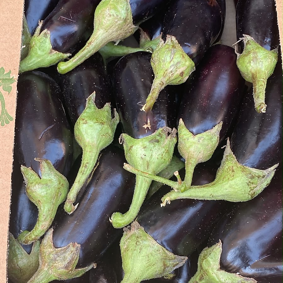 Kuwaiti Eggplant Cork