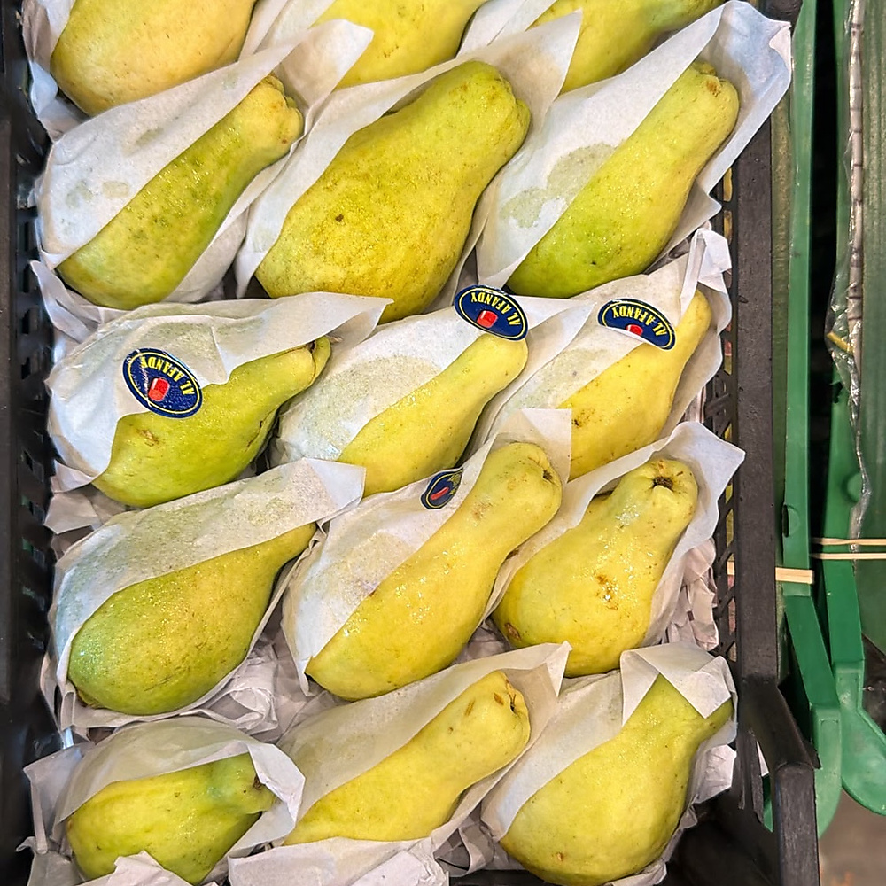 جوافه سله كبير