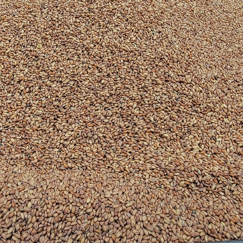Cress seeds Saudi