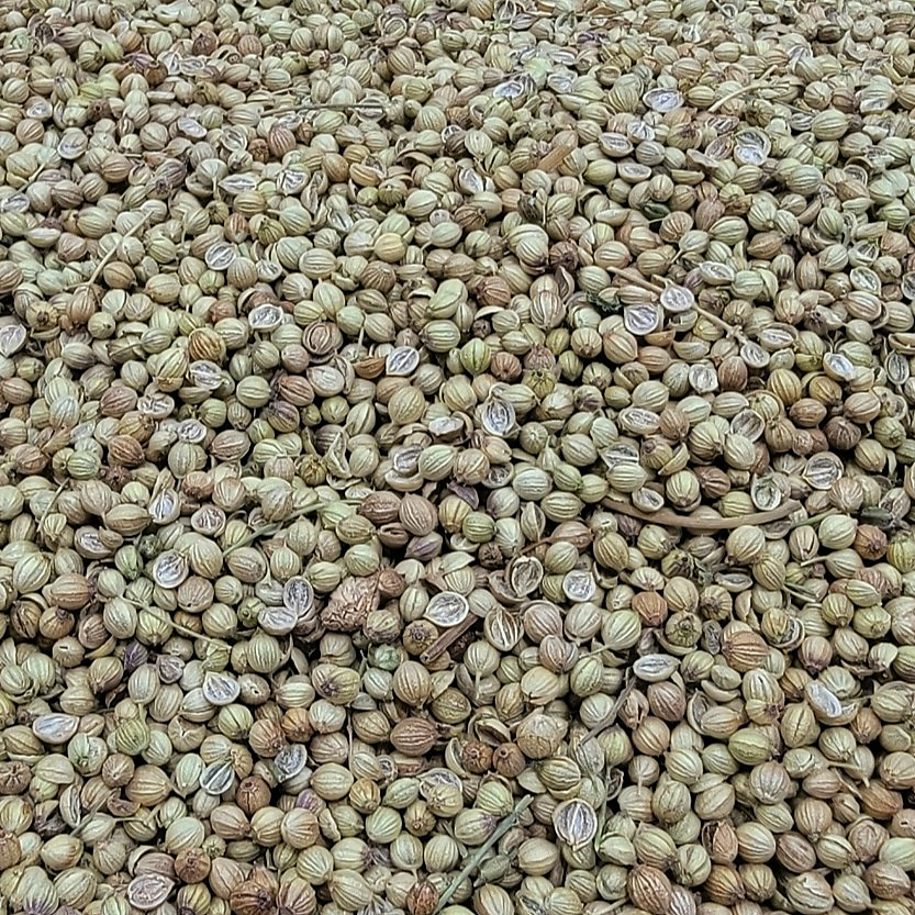 Yemeni coriander