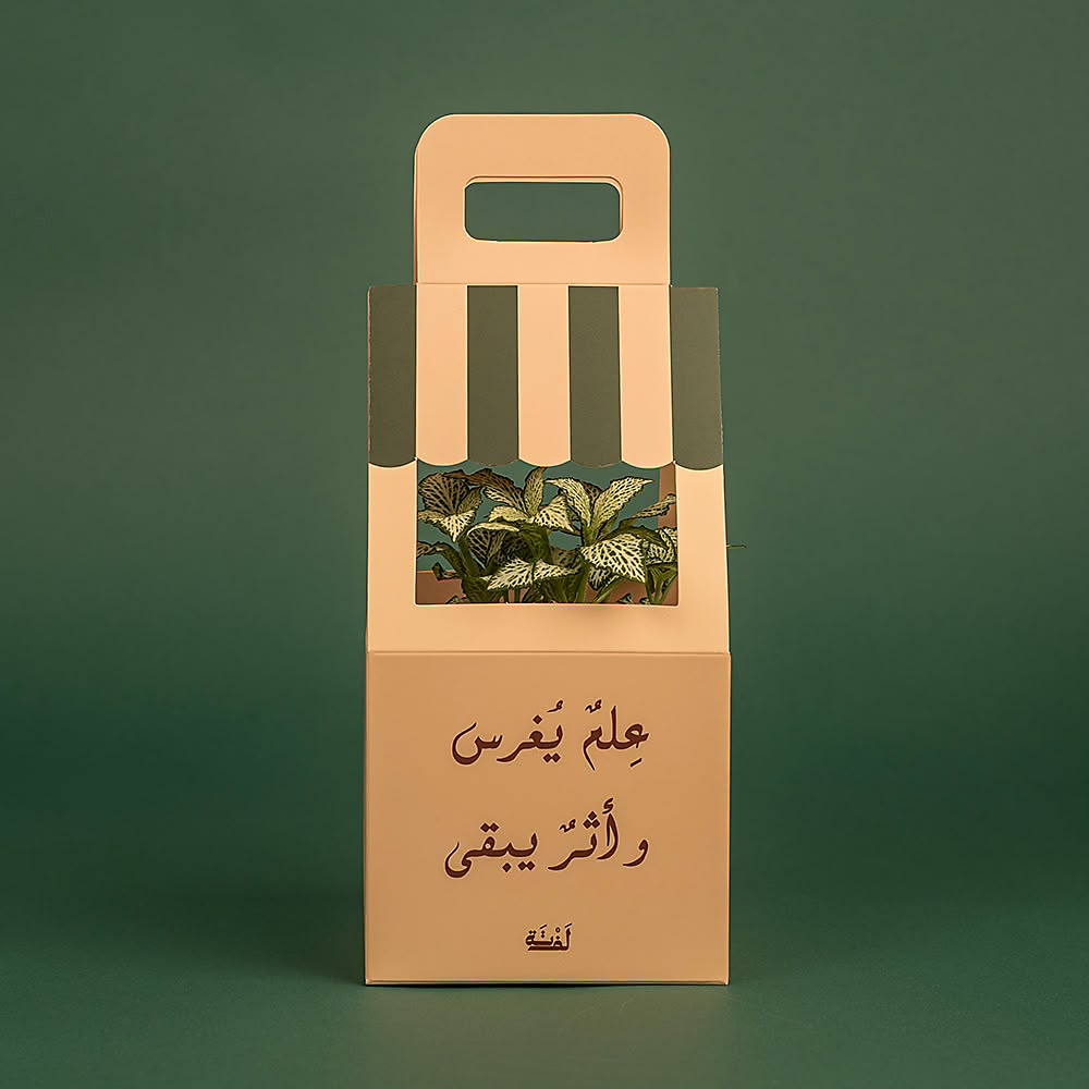 نبتة فيتونيا طبيعية داخلية