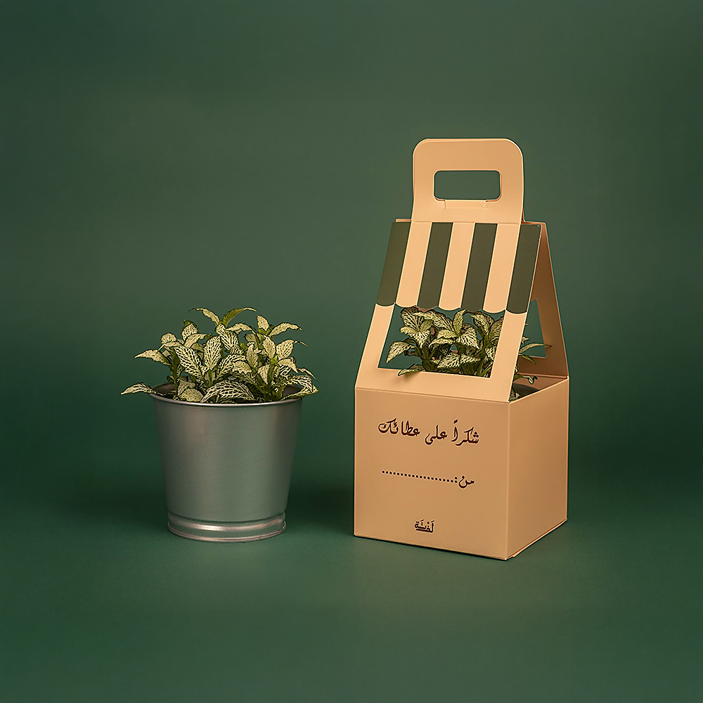 نبتة فيتونيا طبيعية داخلية