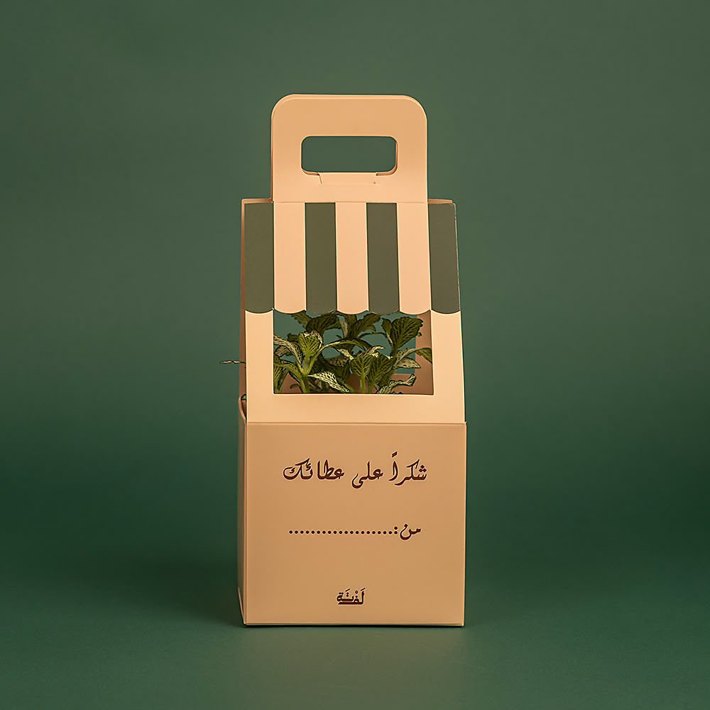 نبتة فيتونيا طبيعية داخلية