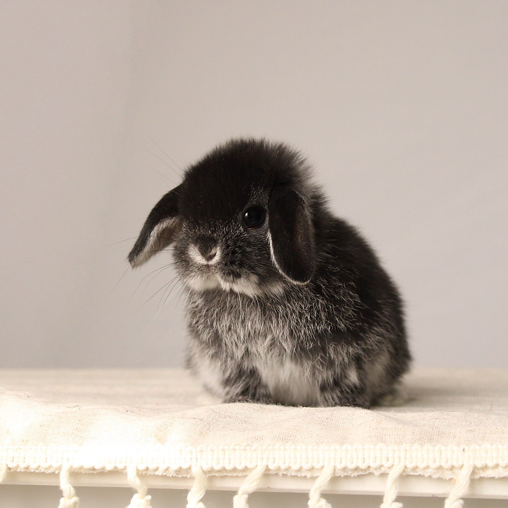 Holland lop - black silver marten