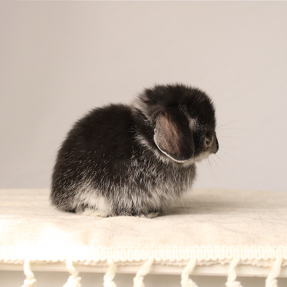 Holland lop - black silver marten