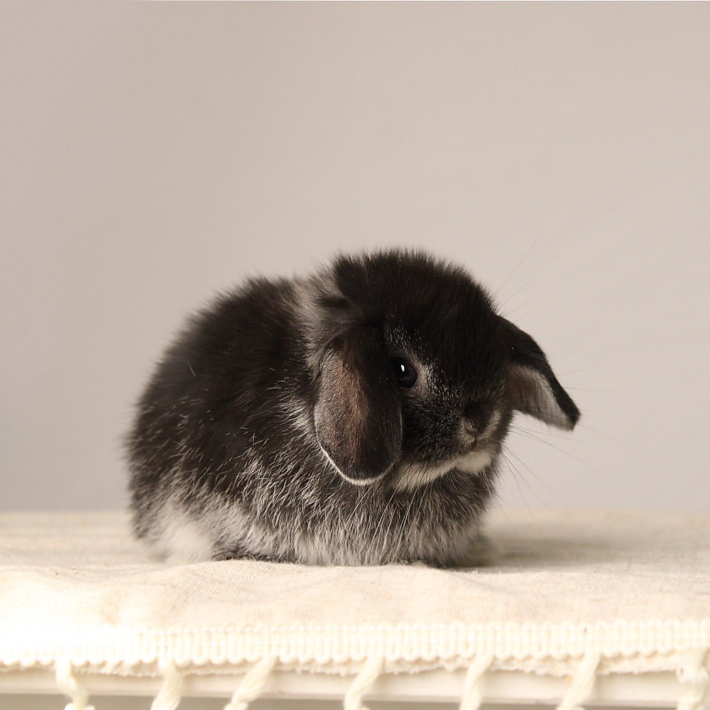 Holland lop - black silver marten